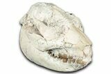 Fossil Oreodont (Leptauchenia) Skull - South Dakota #355488-3